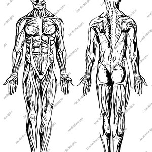 Human