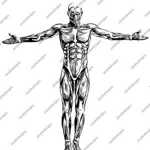 Musculus