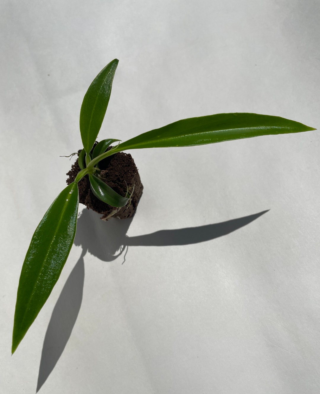 Philodendron Tortum - Etsy