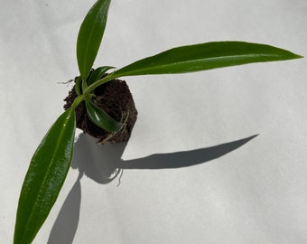 Philodendron Tortum