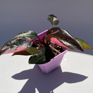 Philodendron Pink Princess