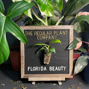 Philodendron Florida Beauty image 7