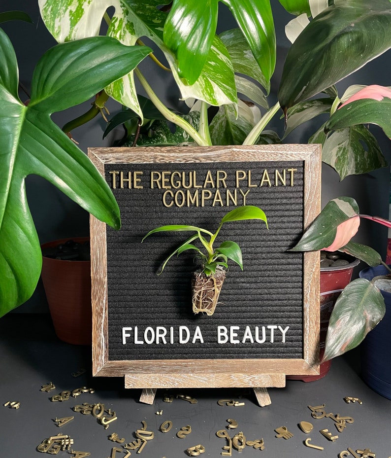 Philodendron Florida Beauty image 7