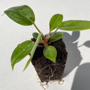Philodendron fuzzy petiole