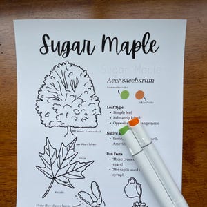 May include: A white sheet of paper with the words "Sugar Maple" and an illustration of a maple tree and leaf. Two white markers with green and orange tips are on the paper. The paper includes facts about the tree.