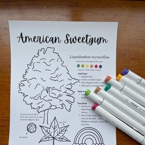 Könnte beinhalten: Schwarz-Weiß-Illustration eines Amberbaums mit Details zu Blattform und interessanten Fakten. Das Bild enthält eine Samenknolle und ein Blattdiagramm. Mehrere Ohuhu Art Marker in verschiedenen Farben befinden sich im Vordergrund.