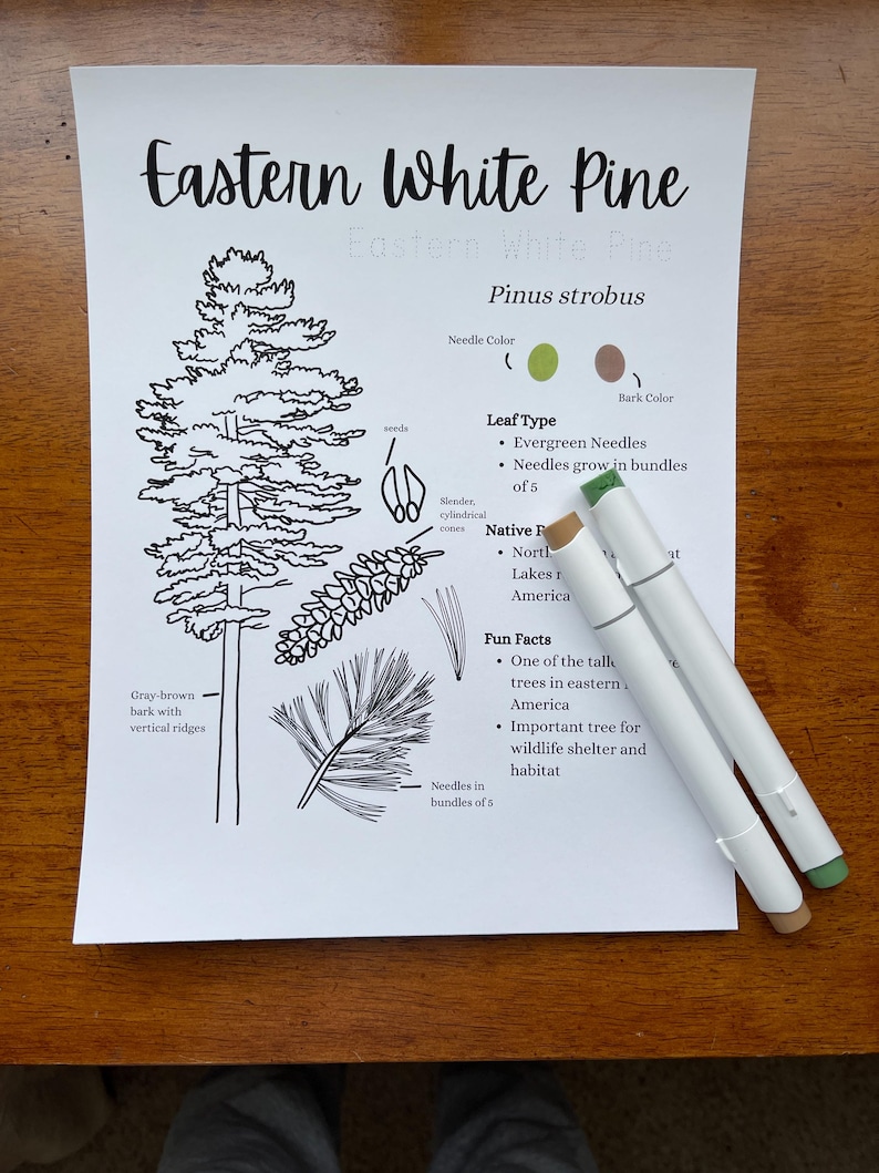 Eastern White Pine Nature Study Coloring Page | Homeschool Tree ID ...