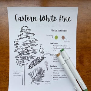 May include: A detailed illustration of an Eastern White Pine tree, with labeled diagrams of its needles, cones, and bark. The text includes scientific details and fun facts about the tree, along with two white markers.