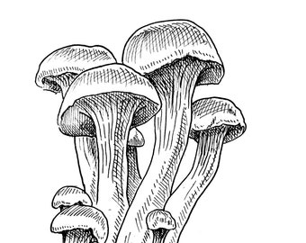 Mushroom Print: Pen and Ink Drawing (8.5” x 11”)