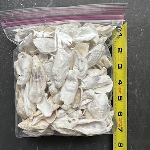 SMALL SC Oyster Shells Craft Art Wedding Ornament Decoupage Jewelry 1-2” Qt. Bag