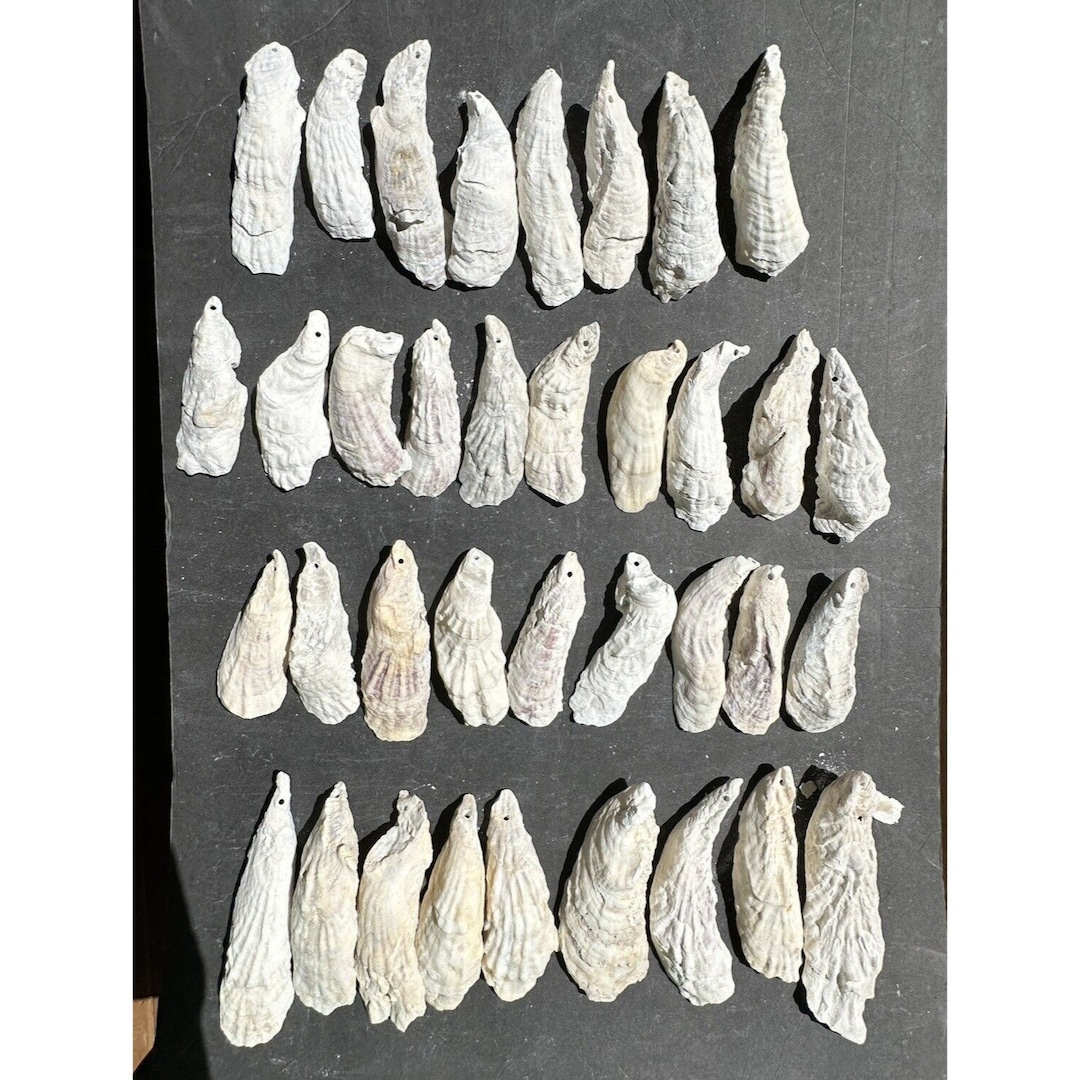Lot 36 DRILLED HOLES SC Oyster Shells Crafts Art Wedding Ornaments 4.5 ...