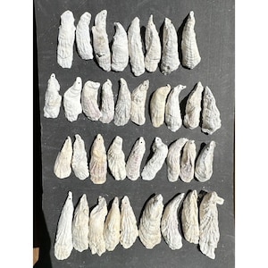 Lot 36 DRILLED HOLES SC Oyster Shells Crafts Art Wedding Ornaments 4.5-6&quot; Large & Long; East Coast Riverbank Shells