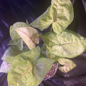 Bright Allusions Syngonium