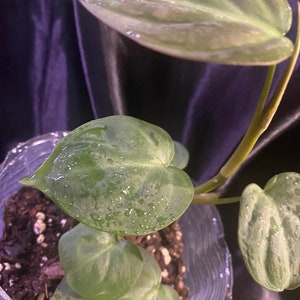 Philodendron camposportoanum