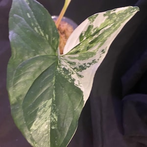 Syngonium Albo Variegata Cuttings