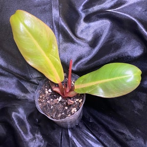 Philodendron prince of orange