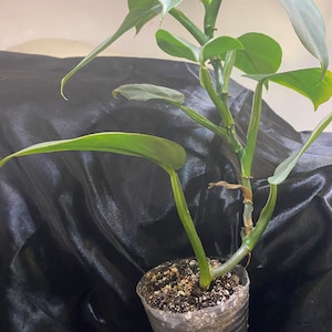 Philodendron Silver Sword