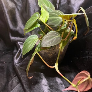 Philodendron Mican
