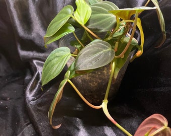 Philodendron Mican