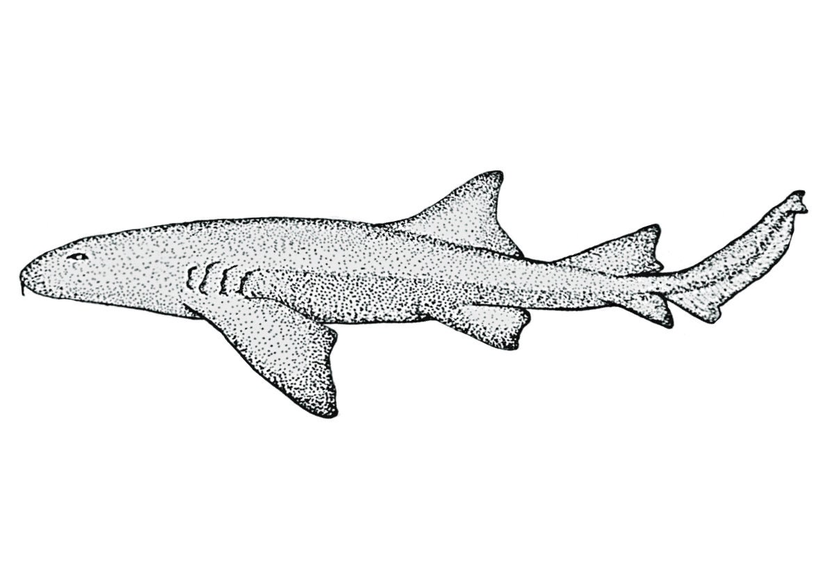 Nurse Shark Print - Etsy