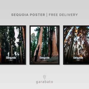 Sequoia National Park Poster | Sequoia Travel Print | USA National Park | Sequoia Wall Art | Sequoia Art Print | California Poster