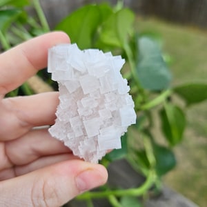 May include: A cluster of white, cubic salt crystals. The crystals are held in a hand, with green foliage in the background. The salt crystals have a rough, textured surface and a translucent appearance.