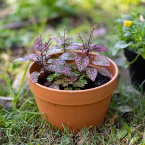 May include: A terracotta pot with a pink and green speckled plant. The plant has small, delicate leaves and is growing in a terracotta pot.