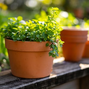 Terracotta Pot - Garden Hangers Plastic Pot