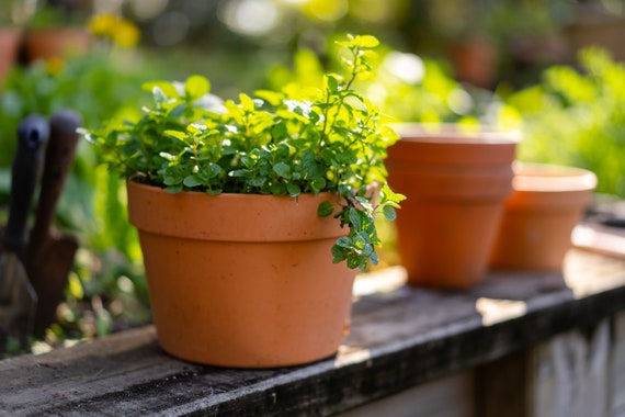Terracotta Pot - Garden Hangers Plastic Pot