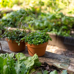 May include: Two terracotta pots with green leafy plants. The pots are sitting on a weathered wooden surface.