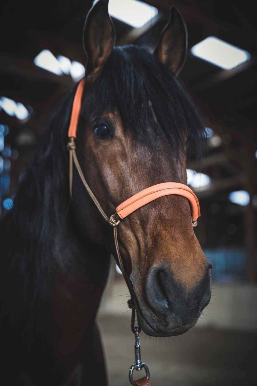 Licol Ethologique Soft