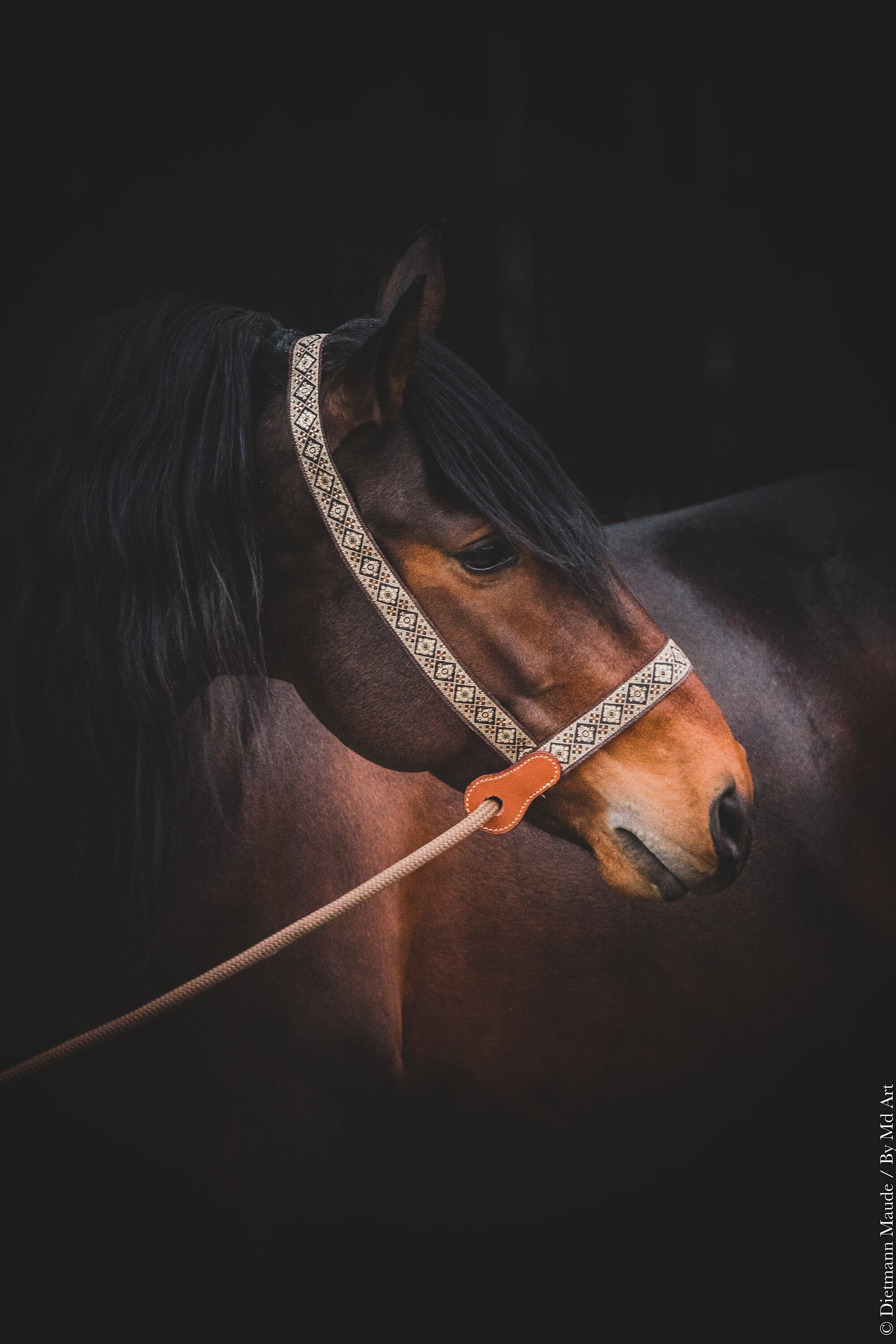 Licol de Presentation Sangle et Galon Jacquard