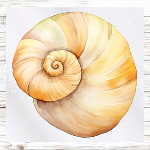 May include: Watercolor painting of a nautilus shell in shades of yellow, orange, and brown. The shell's spiral shape is prominent, with detailed shading and highlights. The artwork has a soft, textured appearance, suggesting a watercolor medium.