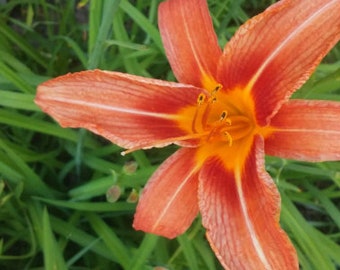 12 Orange Day Lily Roots