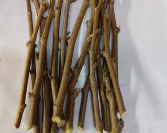 14 Thin White Mulberry Cuttings 6 inches long .Morus alba