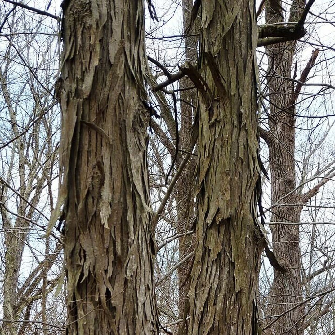 50 Shagbark Hickory Unrooted Cuttings Etsy