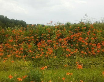 100 raíces de lirio de día naranja