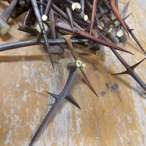 50 Long  Black Locust Thorns 3 inches and longer Spirituality & Religion
