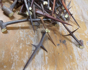50 Long  Black Locust Thorns 3 inches and longer Spirituality & Religion