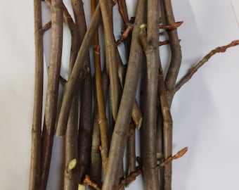 50 Sugar Maple Cuttings Un rooted