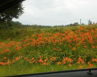 25 Orange Day Lily Roots