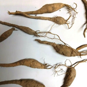 May include: A group of six brown, dried, bulbous roots with long, thin stems and rootlets. The roots are arranged on a white surface.