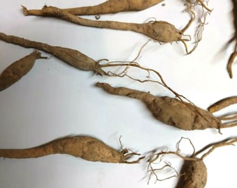 25  50 or 150 Day lily bulbs  Bulbs only Orange Flowers