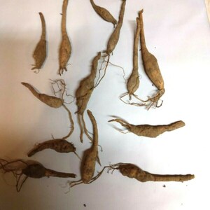 Puede incluir: Una colecci&oacute;n de 11 bulbos de ra&iacute;z marrones secos con tallos largos y delgados y sistemas de ra&iacute;ces. Los bulbos est&aacute;n dispuestos sobre una superficie blanca.