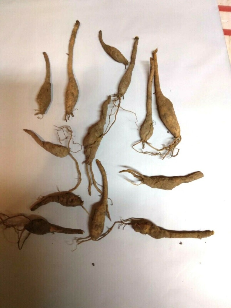Puede incluir: Una colecci&oacute;n de 11 bulbos de ra&iacute;z marrones secos con tallos largos y delgados y sistemas de ra&iacute;ces. Los bulbos est&aacute;n dispuestos sobre una superficie blanca.