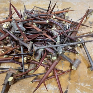 50 Long  Black Locust Thorns 2 inches and longer Spirituality & Religion