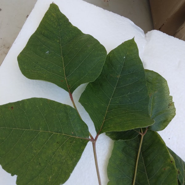 Lebende Poison Ivy Wurzel zur Transplantation 3 Stück 30 cm plus