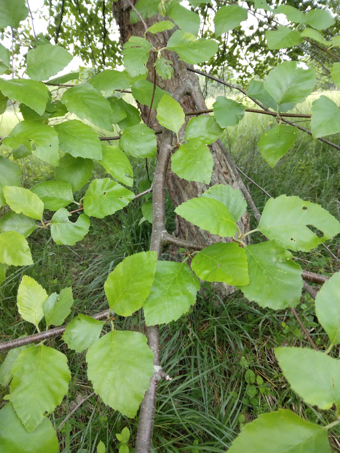 16 Birch Tree Unrooted Cuttings Etsy