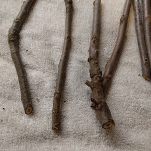 14 Black Walnut Cuttings