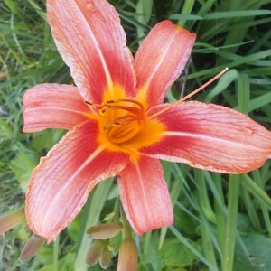 50 Orange Day Lily Roots